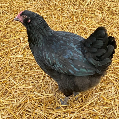 Silver Sussex hybrid chickens at POL - Chartley Chucks