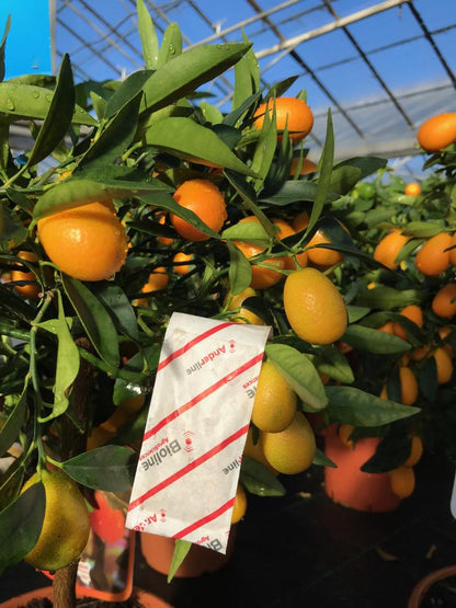 Slow release sachets for Red Spider Mite (Amblyseius Andersoni) - Chartley Chucks