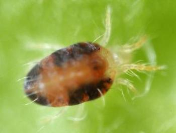 Slow release sachets for Red Spider Mite (Amblyseius Andersoni) - Chartley Chucks