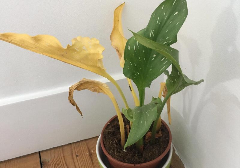 Slow release sachets for Red Spider Mite (Amblyseius Andersoni) - Chartley Chucks