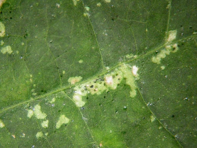 Slow Release Sachets for Thrips (Amblyseius cucumeris) - Chartley Chucks