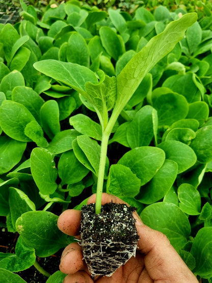 Small Orange Pumpkin Plug Plants - "Grow Your Own" Fruit **Letterbox Friendly** - Chartley Chucks