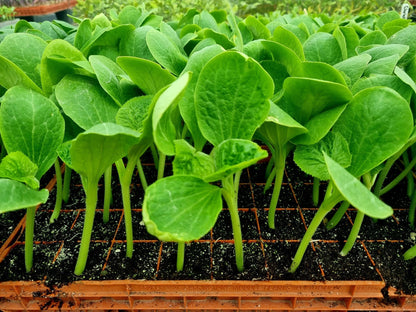Small Orange Pumpkin Plug Plants - "Grow Your Own" Fruit **Letterbox Friendly** - Chartley Chucks