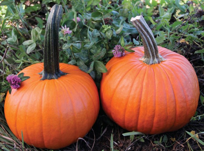Small Orange Pumpkin Plug Plants - "Grow Your Own" Fruit **Letterbox Friendly** - Chartley Chucks