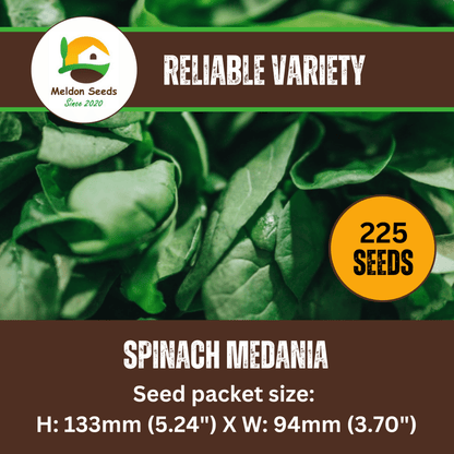 Spinach Medania 150 Seeds - Chartley Chucks