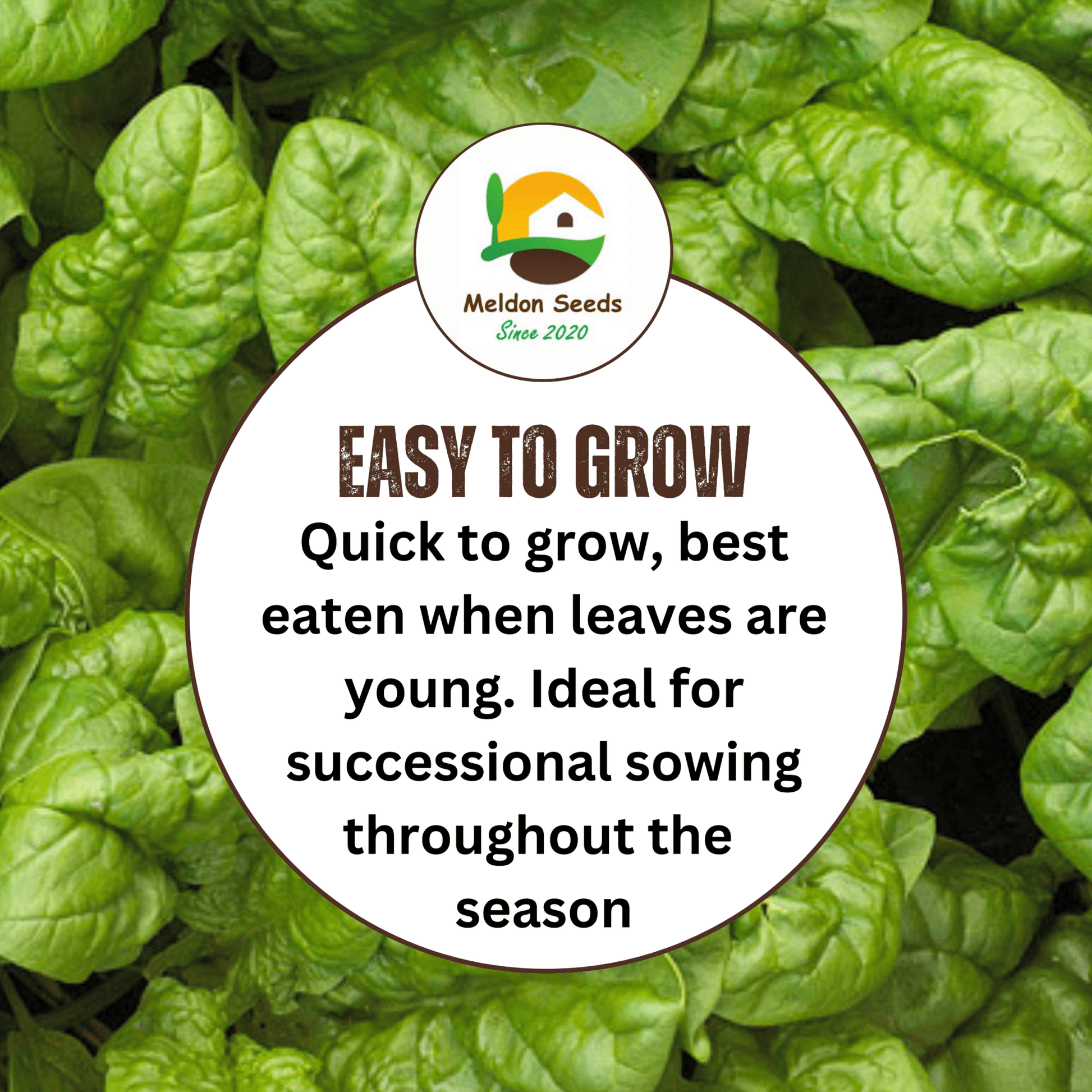 Spinach Medania 150 Seeds - Chartley Chucks