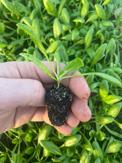 Spinach Plug Plants "Grow Your Own" Salads **Letterbox & Eco Friendly Packaging** - Chartley Chucks