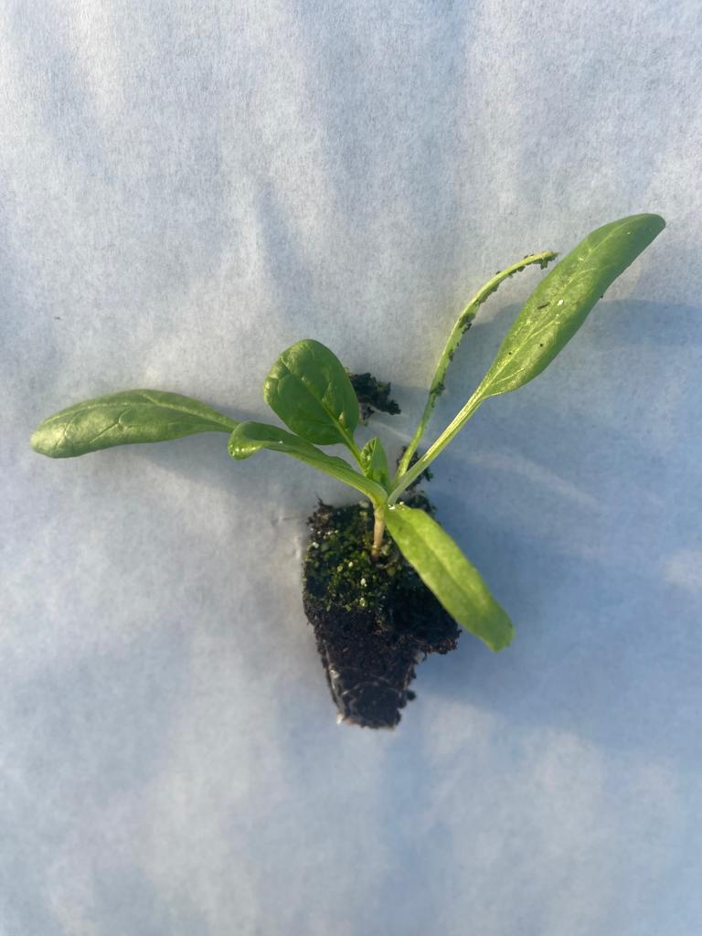 Spinach Plug Plants "Grow Your Own" Salads **Letterbox & Eco Friendly Packaging** - Chartley Chucks