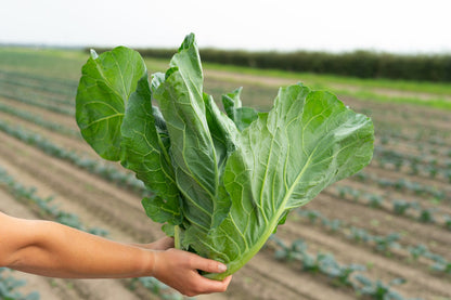 Spring Cabbage Plug Plants - "Grow Your Own" Vegetables **Letterbox Friendly** - Chartley Chucks