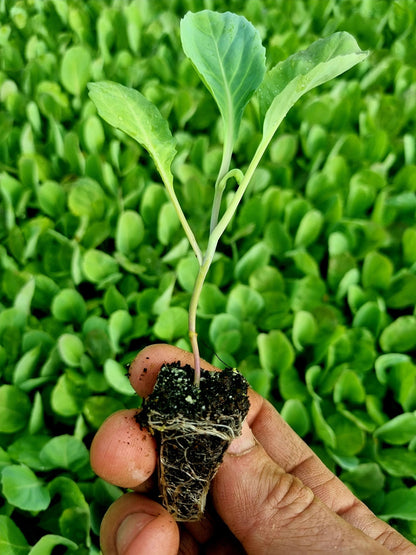 Spring Cabbage Plug Plants - "Grow Your Own" Vegetables **Letterbox Friendly** - Chartley Chucks