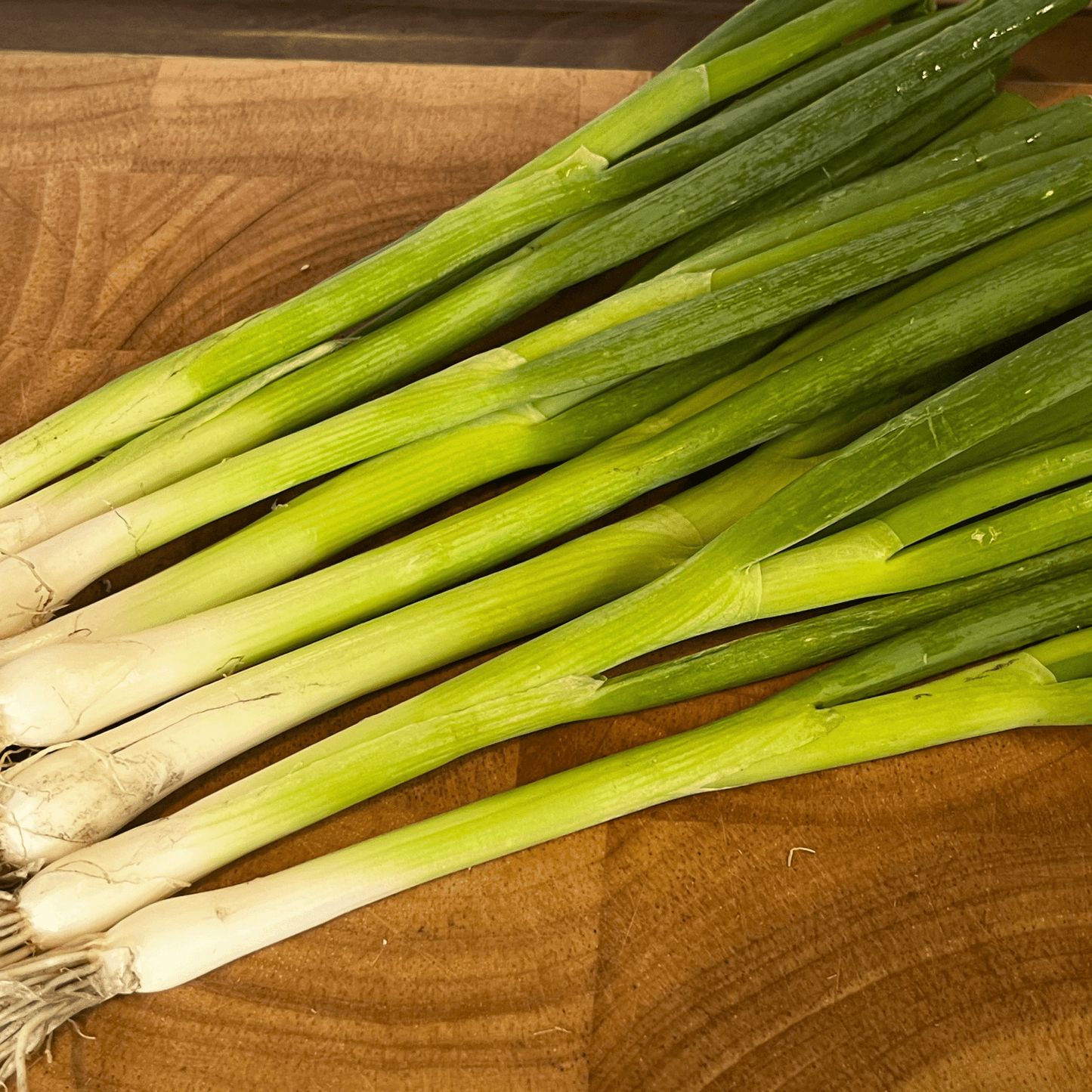 Spring Onion Long White Ishikura 500 Seeds - Chartley Chucks