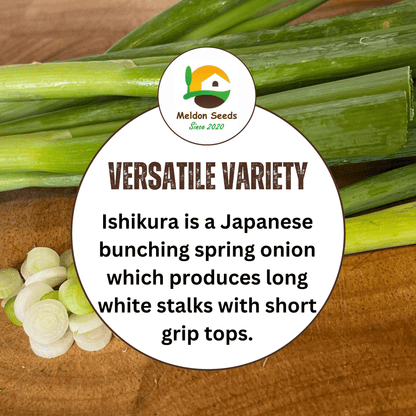 Spring Onion Long White Ishikura 500 Seeds - Chartley Chucks