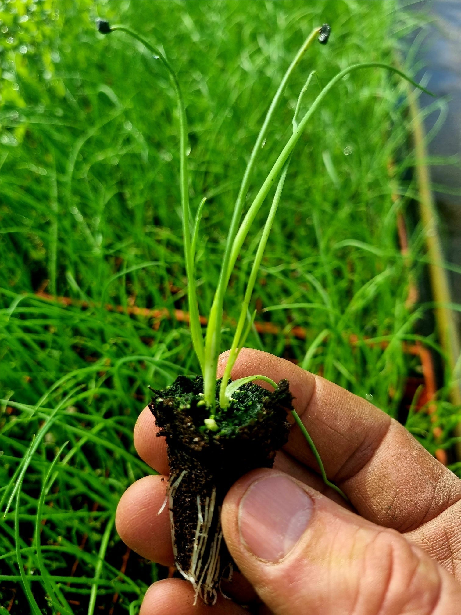 Spring Onion Plug Plants - "Grow Your Own" Vegetables **Letterbox Friendly** - Chartley Chucks