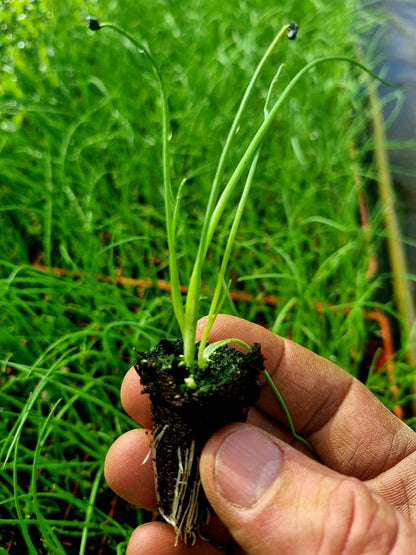 Spring Onion Plug Plants - "Grow Your Own" Vegetables **Letterbox Friendly** - Chartley Chucks
