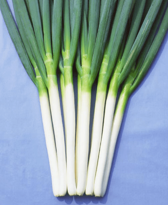 Spring Onion Plug Plants - "Grow Your Own" Vegetables **Letterbox Friendly** - Chartley Chucks