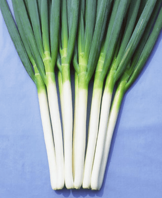 Spring Onion Plug Plants - "Grow Your Own" Vegetables **Letterbox Friendly** - Chartley Chucks