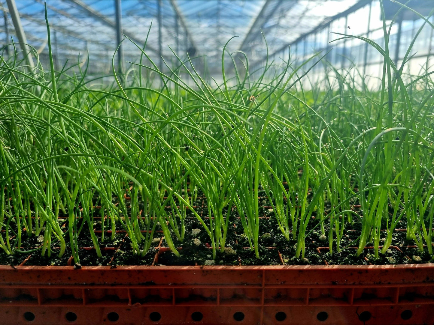 Spring Onion Plug Plants - "Grow Your Own" Vegetables **Letterbox Friendly** - Chartley Chucks