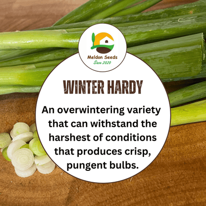 Spring Onion White Lisbon Winter Hardy 500 Seeds - Chartley Chucks