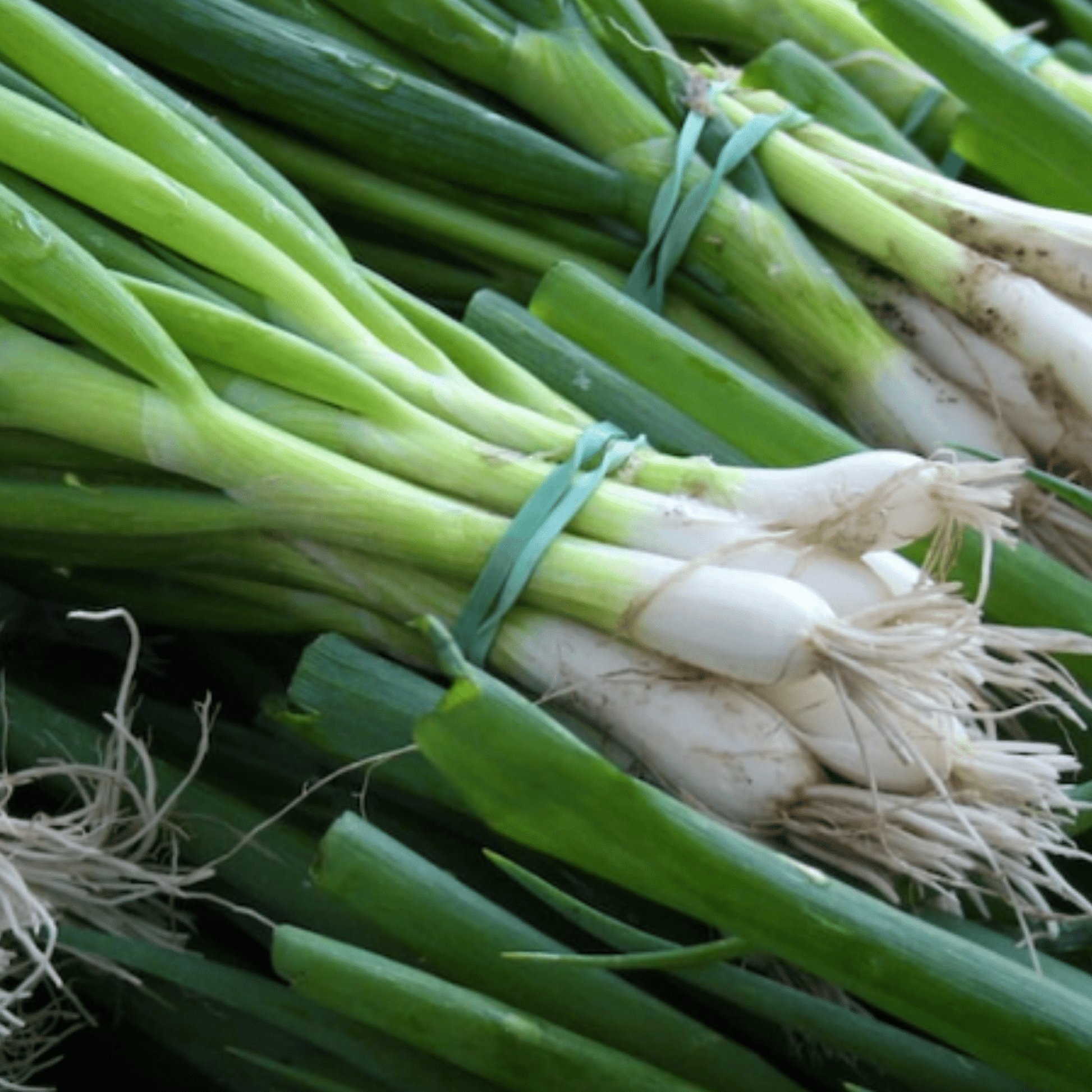 Spring Onion White Lisbon Winter Hardy 500 Seeds - Chartley Chucks
