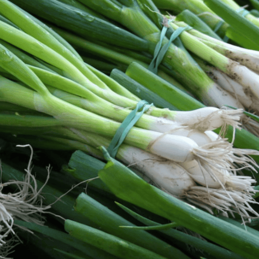 Spring Onion White Lisbon Winter Hardy 500 Seeds - Chartley Chucks