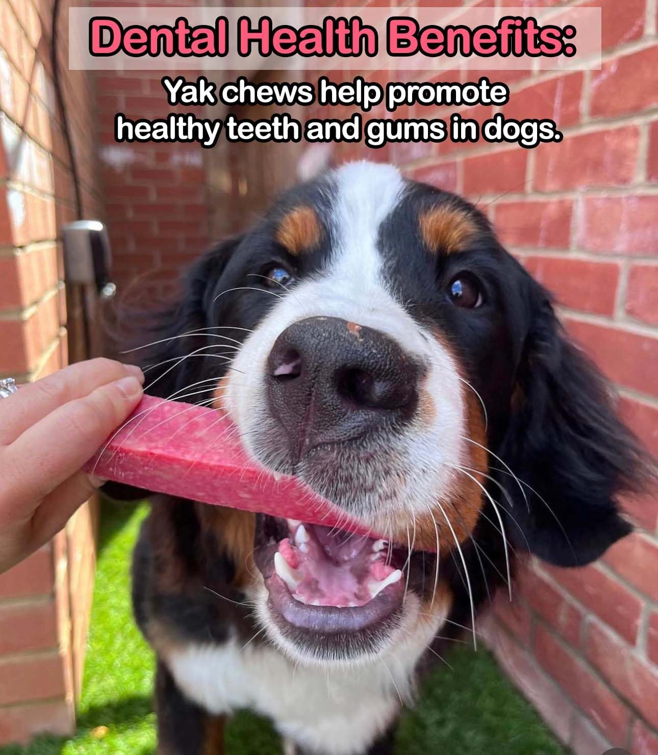 Strawberry Yak Dog Chew - Chartley Chucks