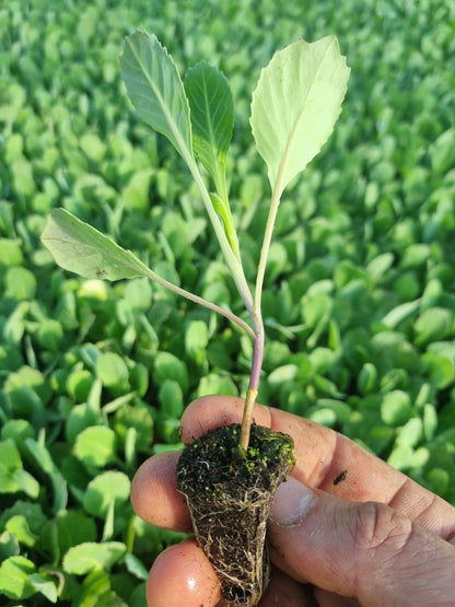 Summer Cabbage Plug Plants "Grow Your Own" Vegetables **Letterbox Friendly** - Chartley Chucks