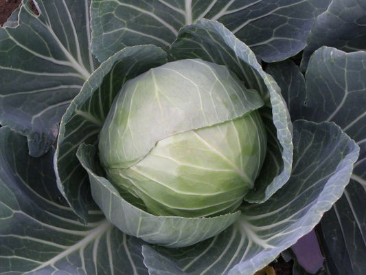 Summer Cabbage Plug Plants "Grow Your Own" Vegetables **Letterbox Friendly** - Chartley Chucks