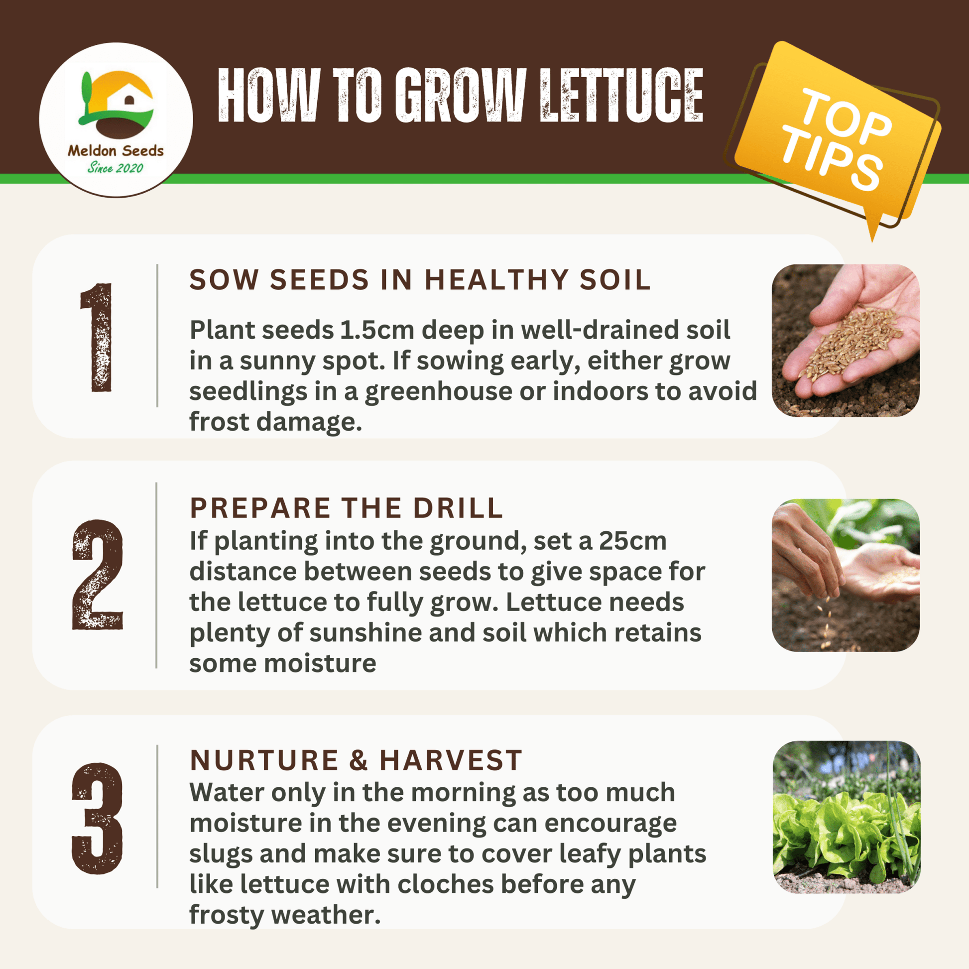 Summer Salad Vegetable Collection. 6 Easy to Grow Vegetable Varieties - Chartley Chucks