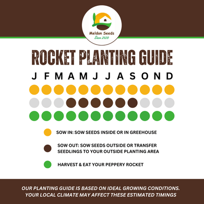 Summer Salad Vegetable Collection. 6 Easy to Grow Vegetable Varieties - Chartley Chucks