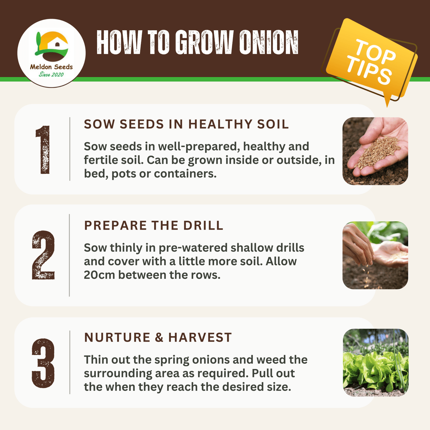 Summer Salad Vegetable Collection. 6 Easy to Grow Vegetable Varieties - Chartley Chucks