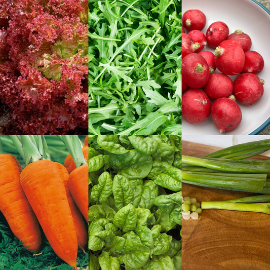 Summer Salad Vegetable Collection. 6 Easy to Grow Vegetable Varieties - Chartley Chucks