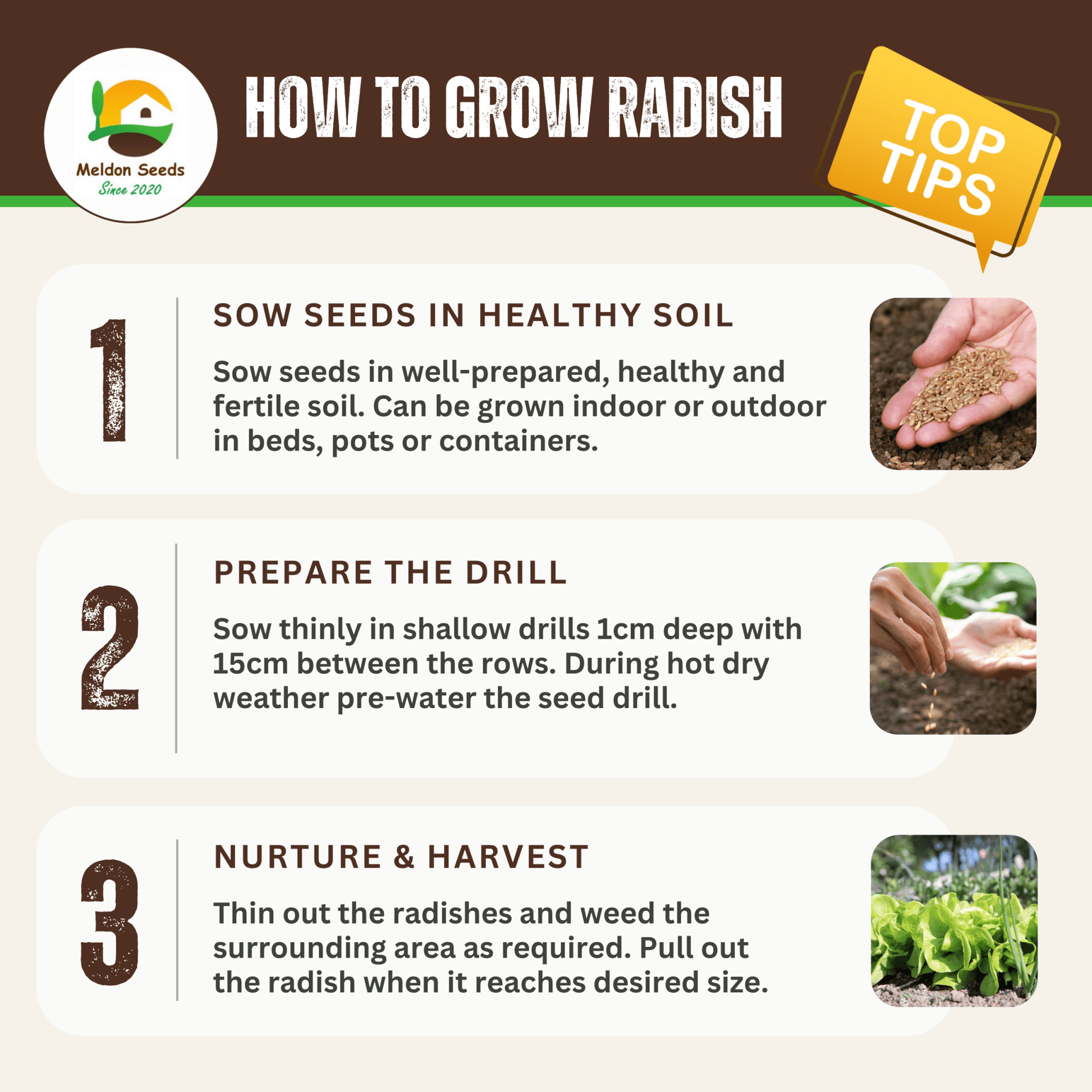 Summer Salad Vegetable Collection. 6 Easy to Grow Vegetable Varieties - Chartley Chucks