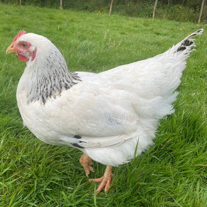 Light Sussex Hybrid (calm)