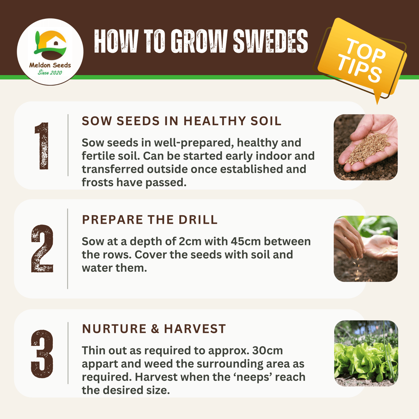 Swede Marian 250 Seeds - Chartley Chucks
