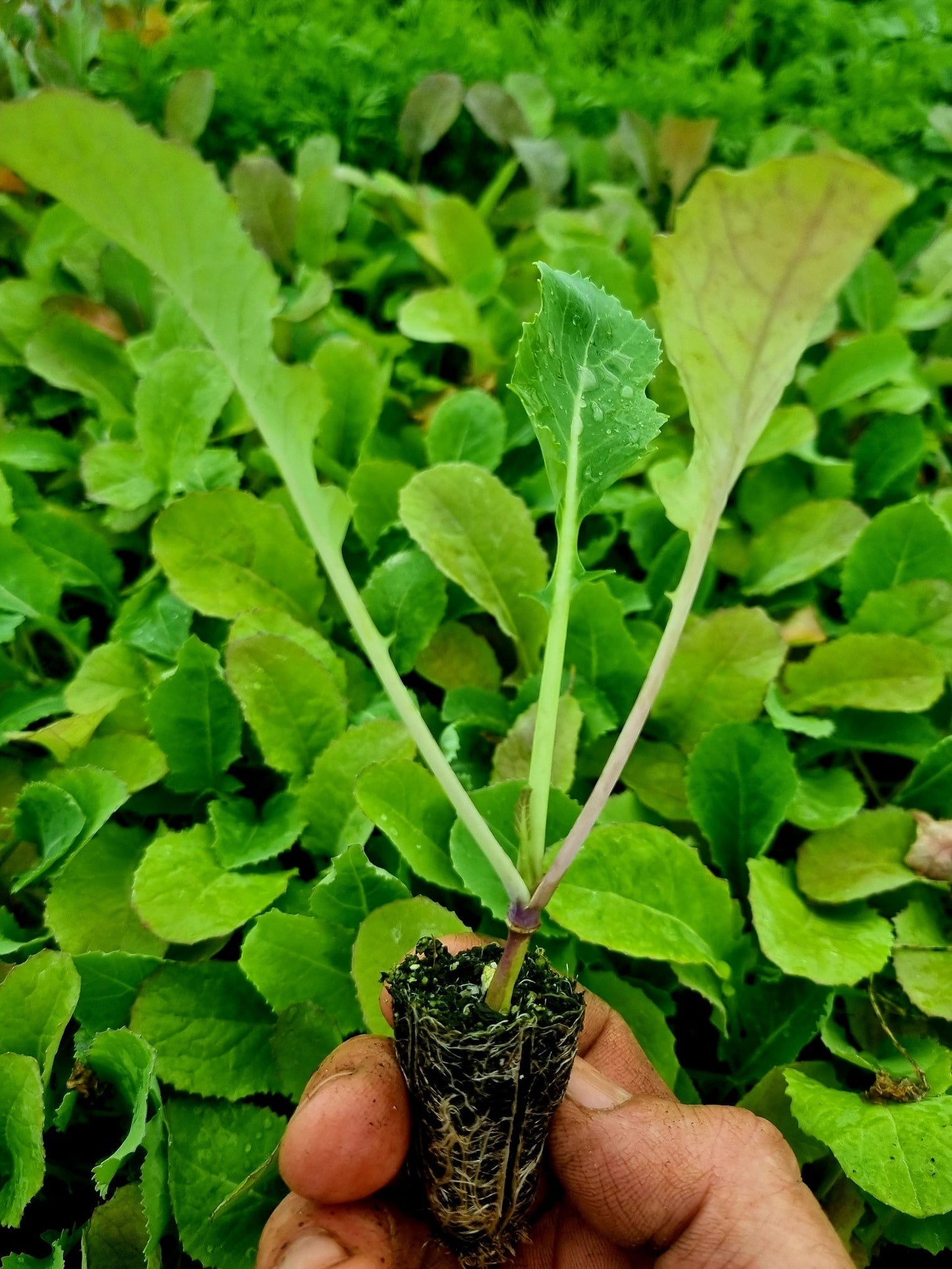Swede Plug Plants - "Grow Your Own" Vegetables **Letterbox Friendly** - Chartley Chucks