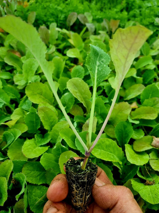 Swede Plug Plants - "Grow Your Own" Vegetables **Letterbox Friendly** - Chartley Chucks