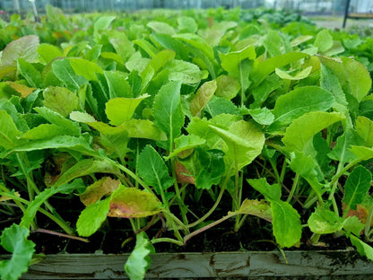 Swede Plug Plants - "Grow Your Own" Vegetables **Letterbox Friendly** - Chartley Chucks