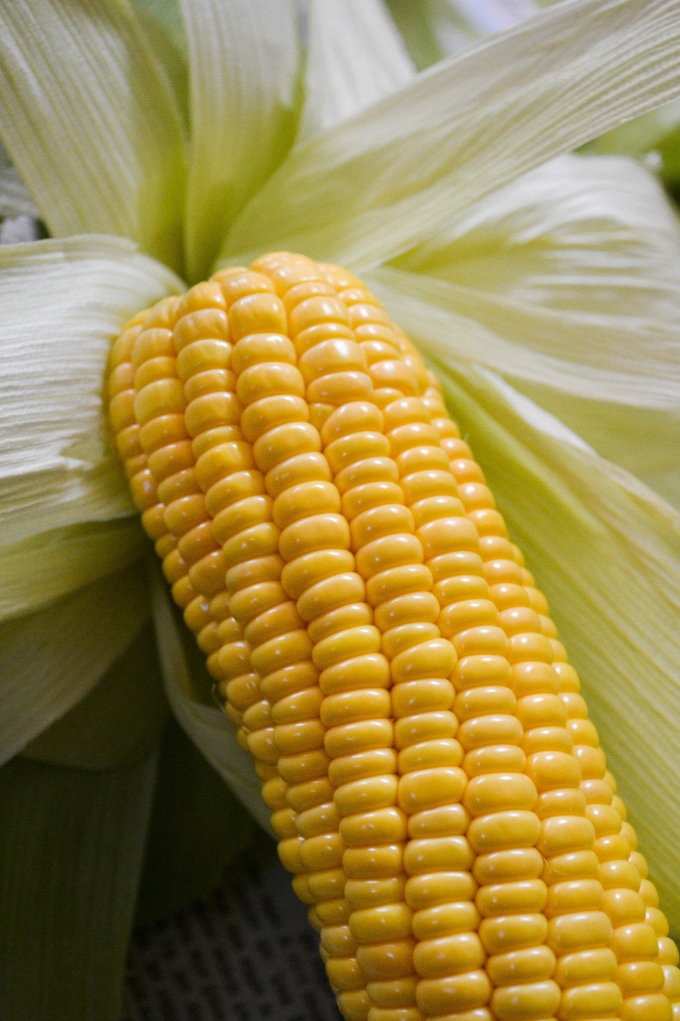 Sweet Corn Plug Plants 