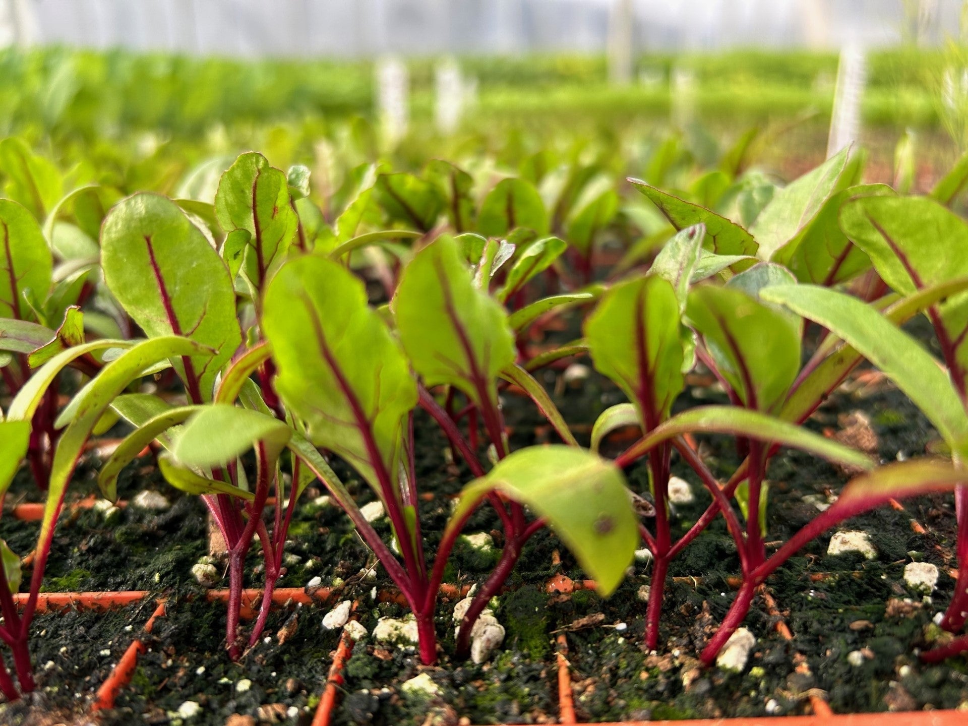 Swiss Chard Red Plug Plants "Grow Your Own" Vegetables **Letterbox Friendly** - Chartley Chucks