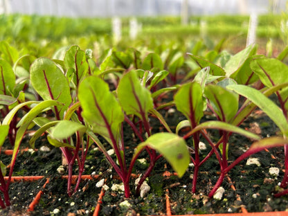Swiss Chard Red Plug Plants "Grow Your Own" Vegetables **Letterbox Friendly** - Chartley Chucks