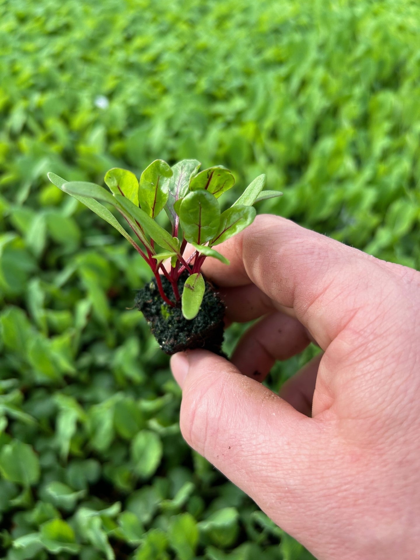 Swiss Chard Red Plug Plants "Grow Your Own" Vegetables **Letterbox Friendly** - Chartley Chucks