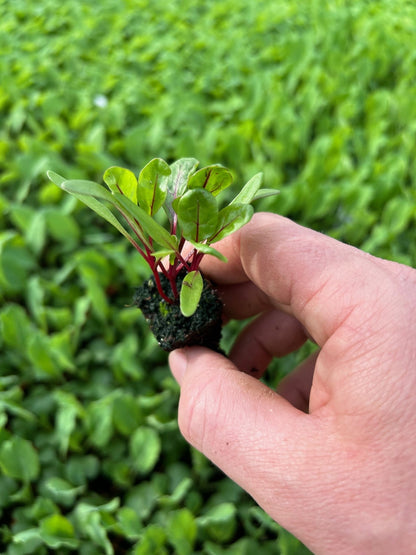 Swiss Chard Red Plug Plants "Grow Your Own" Vegetables **Letterbox Friendly** - Chartley Chucks