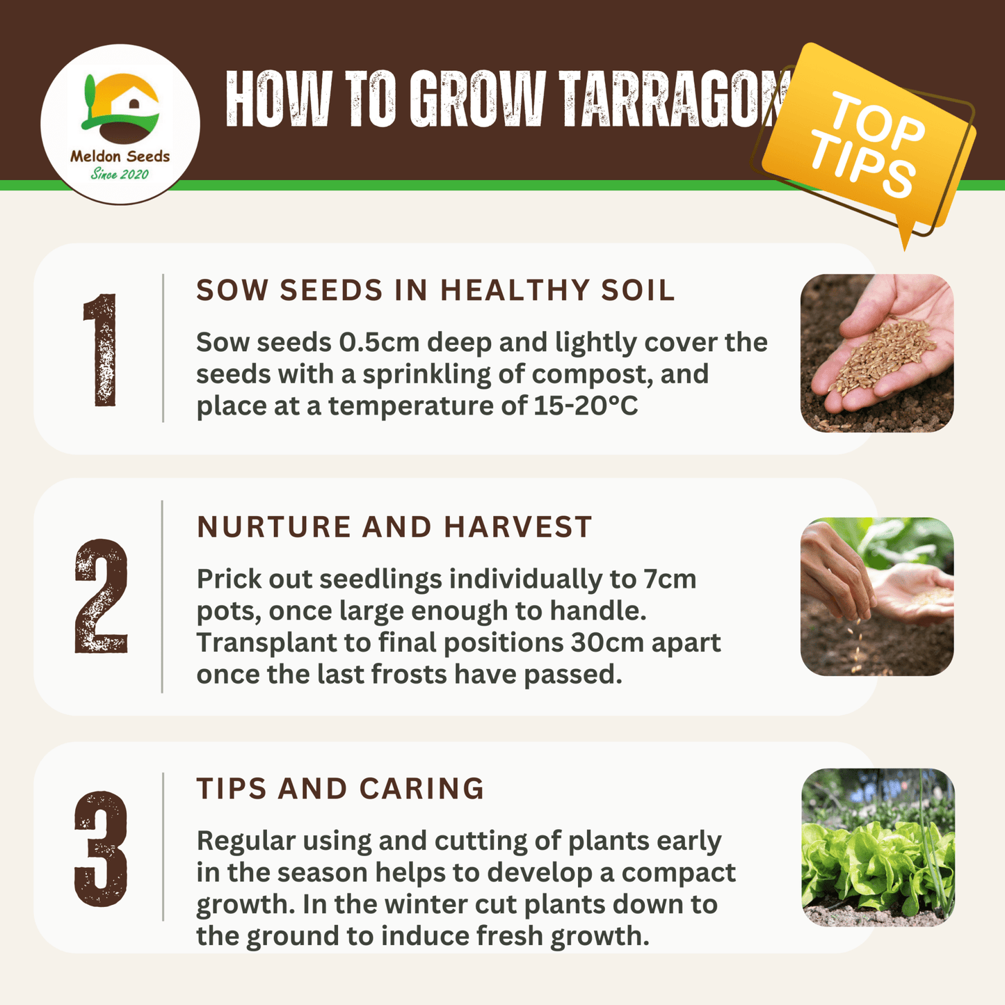 Tarragon Russian 300 Seeds - Chartley Chucks