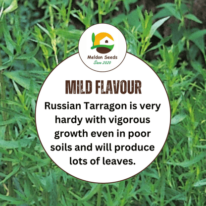 Tarragon Russian 300 Seeds - Chartley Chucks