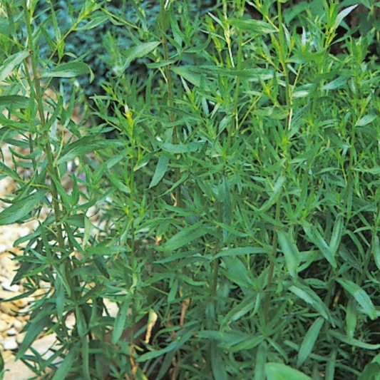 Tarragon Russian 300 Seeds - Chartley Chucks
