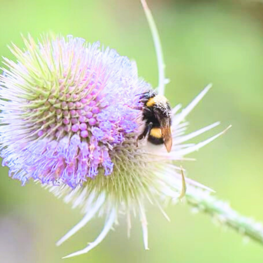 Teasel Seeds - 80 Native UK Wild Flower Seeds for Attracting Birds, Bees, Wildlife, Pollinators, Suitable for Planting and Growing Outdoors in Meadows, Fields, Gardens and Borders by Meldon Seeds - Chartley Chucks