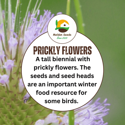 Teasel Seeds - 80 Native UK Wild Flower Seeds for Attracting Birds, Bees, Wildlife, Pollinators, Suitable for Planting and Growing Outdoors in Meadows, Fields, Gardens and Borders by Meldon Seeds - Chartley Chucks