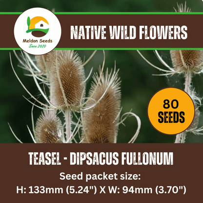 Teasel Seeds - 80 Native UK Wild Flower Seeds for Attracting Birds, Bees, Wildlife, Pollinators, Suitable for Planting and Growing Outdoors in Meadows, Fields, Gardens and Borders by Meldon Seeds - Chartley Chucks