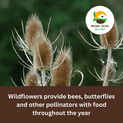 Teasel Seeds - 80 Native UK Wild Flower Seeds for Attracting Birds, Bees, Wildlife, Pollinators, Suitable for Planting and Growing Outdoors in Meadows, Fields, Gardens and Borders by Meldon Seeds - Chartley Chucks