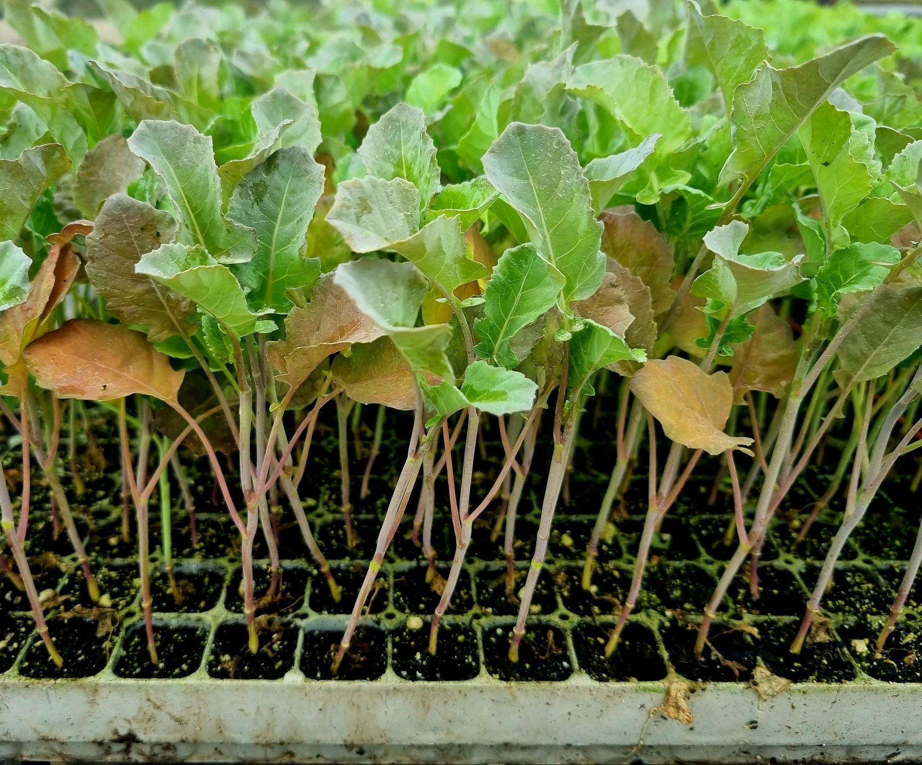 Tender Stem Broccoli Plug Plants "Grow Your Own" Vegetables **Letterbox Friendly** - Chartley Chucks